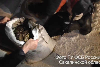 Браконьеров осудят на Сахалине за добычу трепанга почти на миллион рублей