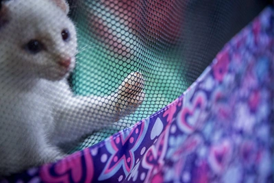 Более 200 кошек отправились из Новосибирска в Европу