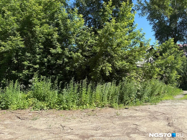 Дом в зарослях найдут только самые глазастые | Источник: Мария Лобанова / NGS70.RU