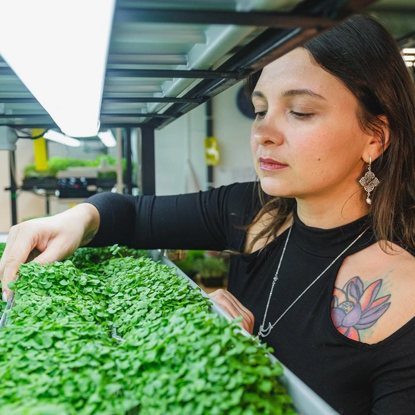 Лотки с базиликом | Источник: Тимофей Калмаков / 59.RU