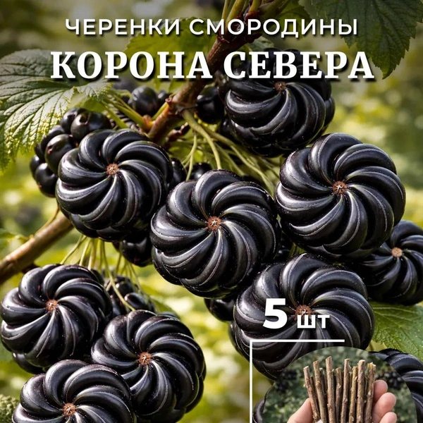 Продавцы обещают такие вот одинаковые и крупные ягоды | Источник: скриншот с маркетплейса