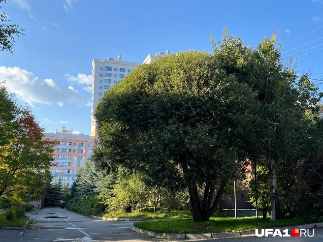 Здесь осень не ощущалась | Источник: Андрей Бирюков / UFA1.RU