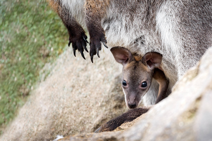 Правда ли, что кенгуру выбрасывают детенышей из сумки в случае опасности?