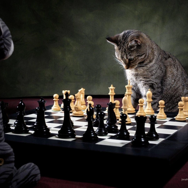 Источник: Comedy Pet Photography Awards