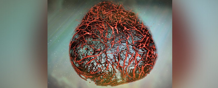 Ученые вырастили в лаборатории сеть кровеносных сосудов