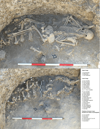 Лицом вниз на костях животных: в Англии обнаружили следы древнего ритуального убийства
