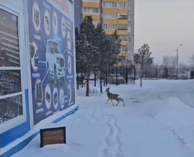 В день косули пробегают десятки километров | Источник: «Аварийный Омск» / vk.com/aomsk
