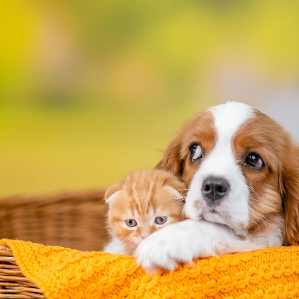 Источник: Shutterstock/Fotodom.ru