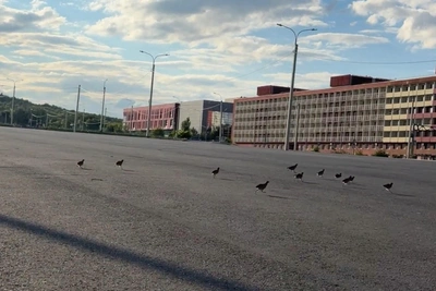 Выводок куропаток сняли на видео в центре Волгограда