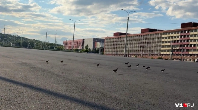 Куропатки облюбовали парковку у стадиона «Волгоград Арена» | Источник: Сергей Островский / vk.ru