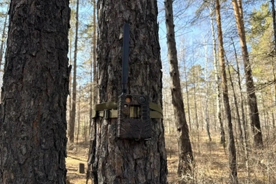 В Забайкалье более тысячи фотоловушек контролируют леса