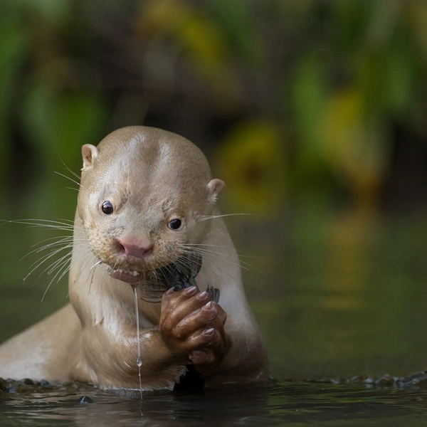 Выдра с лейкизмом трапезничает сомом в бразильском штате Мату-Гросу-ду-Сул | Источник: Daniela Anger / Wildlife Photographer of the Year 2025