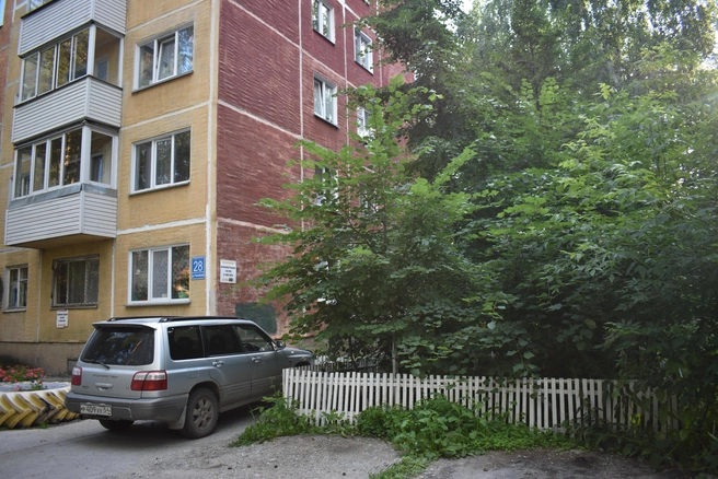 Деревья за 20 лет разрослись и превратились в настоящую рощу | Источник: Рихарда Лем / NGS.RU