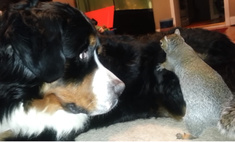 Белка уморительно прячет орех в шерсти добродушного пса (видео)