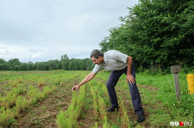 В 2018 году Армен Бежанян показал нашим корреспондентам елочки и лиственницы, которые выращивал по госзаказу | Источник: Виктор Михалев / 59.RU