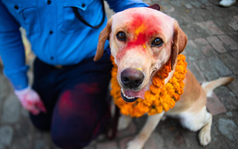 В Непале проходит фестиваль огней и животных