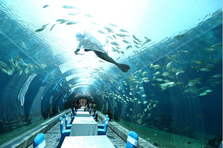 Полное погружение: топ-10 лучших подводных ресторанов (фото 6)