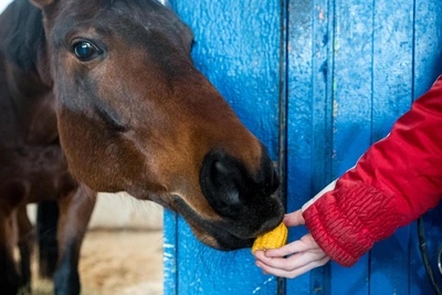 Конный клуб в Петербурге не платил за аренду шесть лет