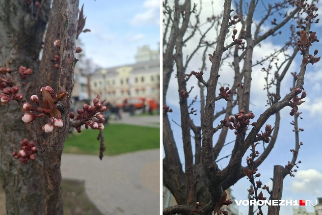 Так выглядели бутоны на одной из слив 16 апреля. На соседних деревьях они еще не такие большие | Источник: Алёна Воропаева / Voronezh1.ru