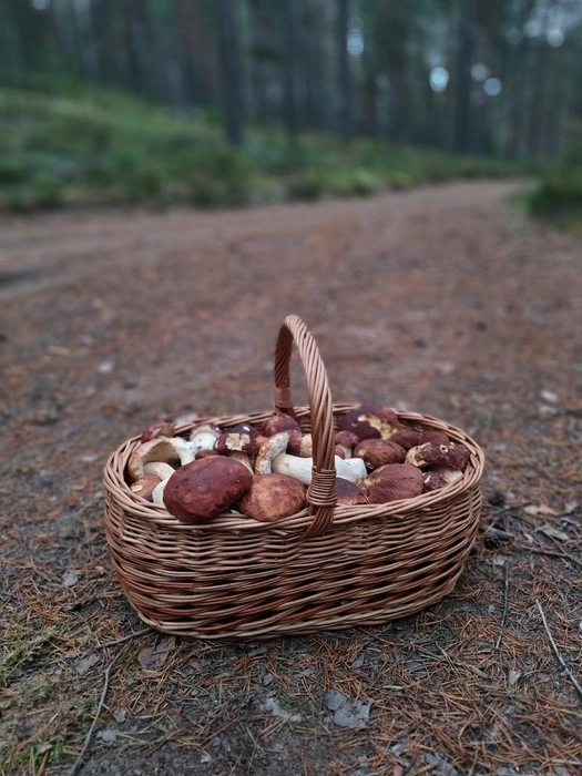 Даже белые. Что сейчас несут из леса грибники | Источник: Грибы и Грибники СПб