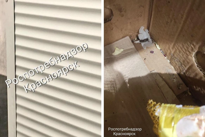 На крыс в магазине жаловались покупатели | Источник: Роспотребнадзор Красноярск / Telegram