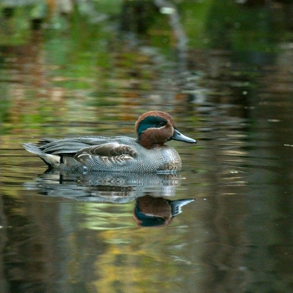 Источник: Павел Глазков / «Каждой твари по паре»