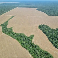 Амазония стремительно нагревается: леса могут не пережить «гипертропический» климат