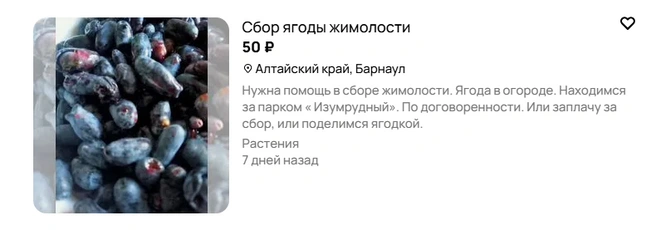 А здесь в объявлении просто просят помощи в сборе взамен на ягоду или деньги | Источник: Авито