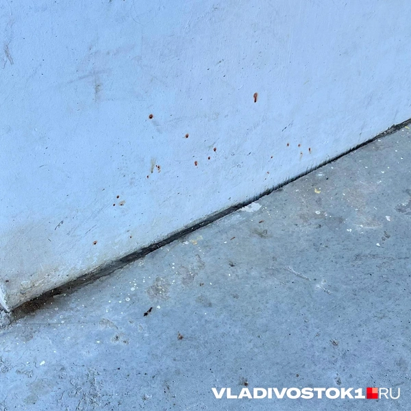 Источник: Елена Буйвол / VLADIVOSTOK1.RU