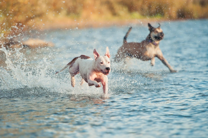 Источник: Maria Ivanushkina&nbsp;via&nbsp;Shutterstock/Fotodom.ru