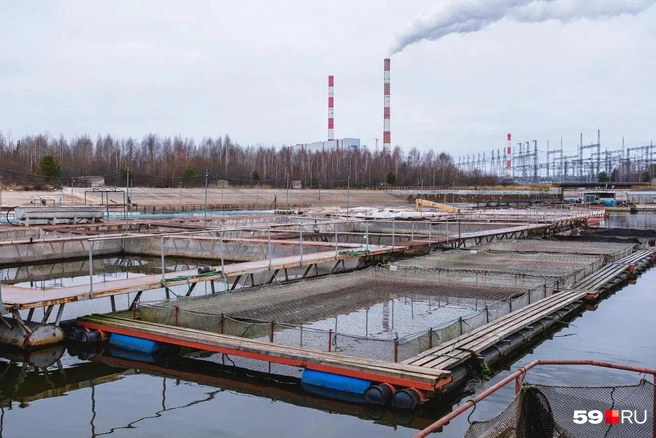 Трубы ГРЭС хорошо видно на фоне рыбной фермы. Станция расположена совсем недалеко | Источник: Тимофей Калмаков / 59.RU