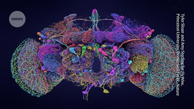 На визуализации показаны 50 крупнейших нейронов плодовой мушки | Источник: Nature