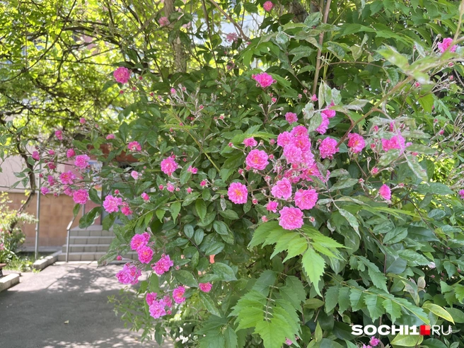 Оказывается, розы не очень прихотливые растения | Источник: Анна Грицевич / SOCHI1.RU