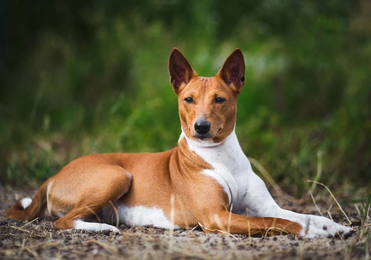 Басенджи | Источник: Verbitskaya Juliya&nbsp;via&nbsp;Shutterstock/Fotodom.ru
