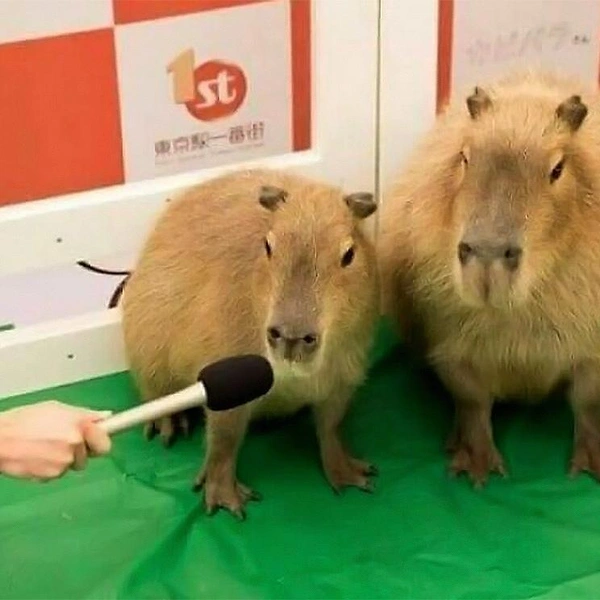 Источник: соцсети