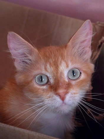 Источник: приют «Муркот»