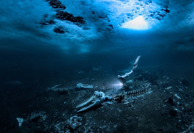 Источник: Alex Dawson / Underwater Photographer of the Year 2024