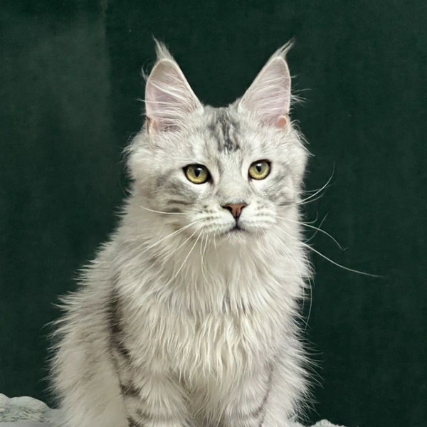 Посмотрите, какие большие шестипалые лапки.