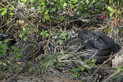 Раннее пробуждение гадюк в Ленобласти
