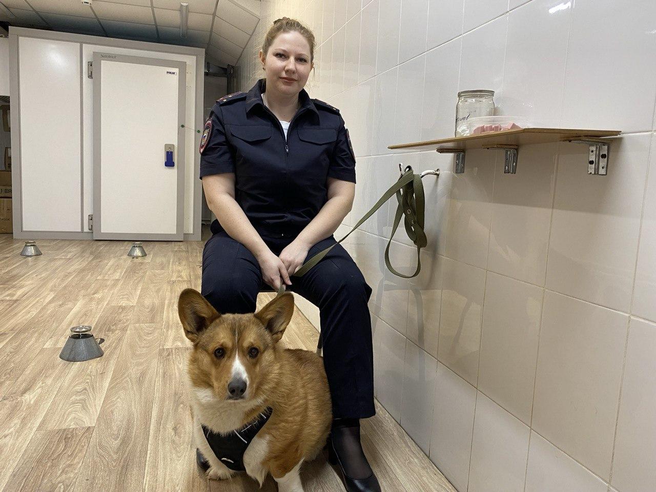 Получает премию колбасой. Как корги-полицейский помогает раскрывать преступления