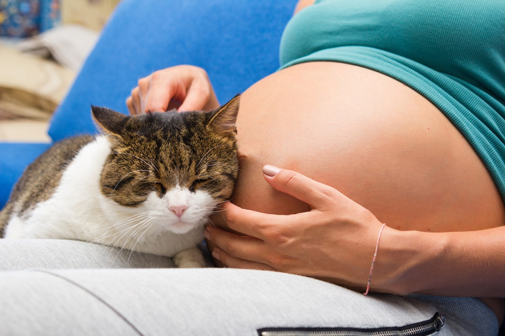 беременная и домашние животные