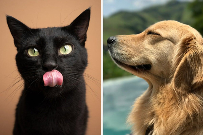 Черный кот или золотистый ретривер — узнайте, какая у вас энергетика