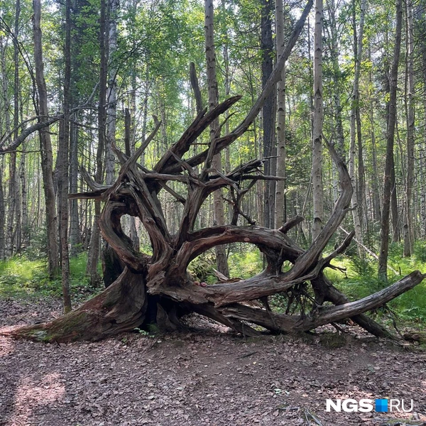 Зато здесь полно места для фотоохоты и фотосессий | Источник: Сергей Федосеенко