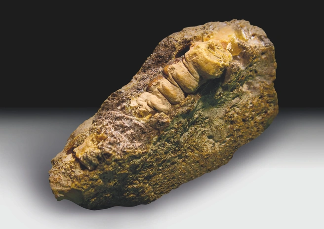 Уникальный образец янтаря станет экспонатом музея | Источник: АО «Калининградский янтарный комбинат»