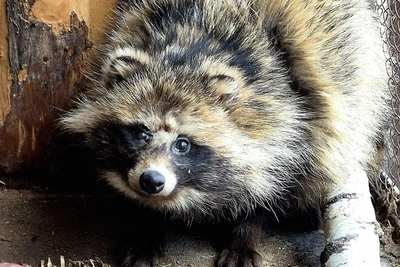 Афоня обрёл дом: история спасения енотовидной собаки