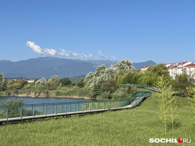 На берегу уже выросли большие деревья | Источник: Анна Грицевич / SOCHI1.RU