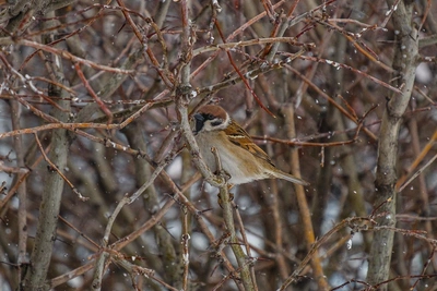 Пермь ждет аномальное тепло: прогноз Андрея Шихова