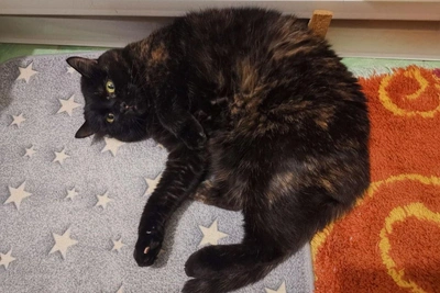 Cat Volya finds home after year in cage