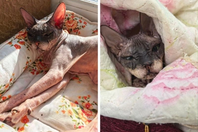 Сфинкс Боня ищет хозяина после семи отказов