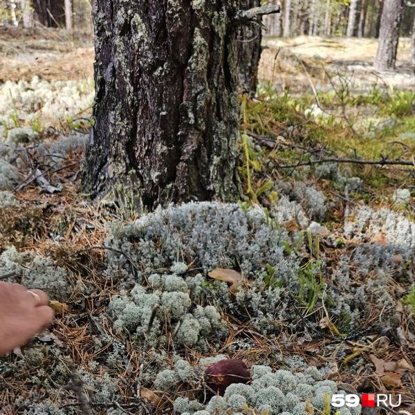 А вот и боровой белый притаился в беломошнике | Источник: Пасека «Медовый уголок», читатель 59.RU